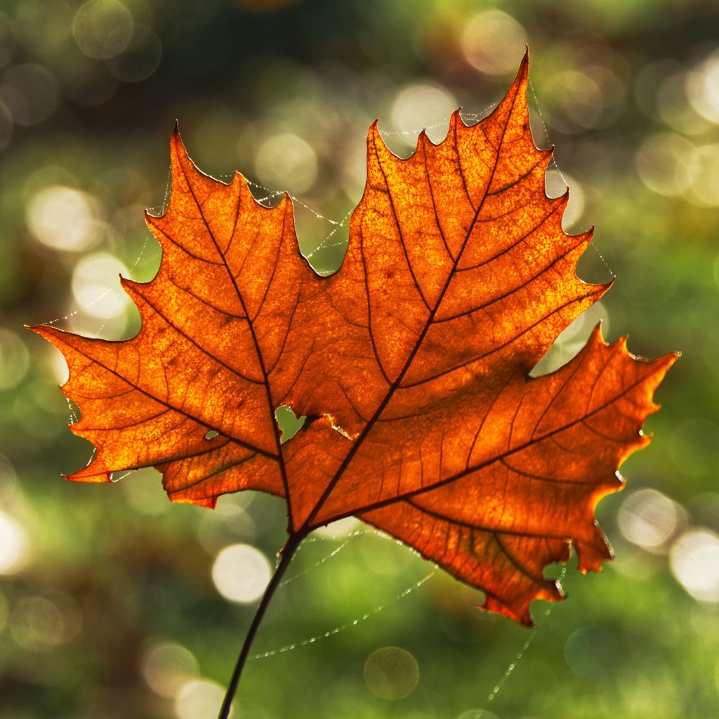 Vibrant orange autumn leaf illuminated by sunlight with a bokeh background.